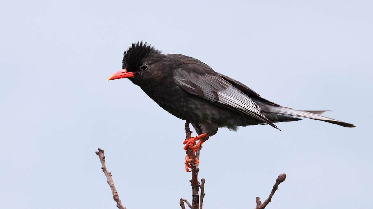 Black Bulbul (Gray-winged) - Sam Zhang