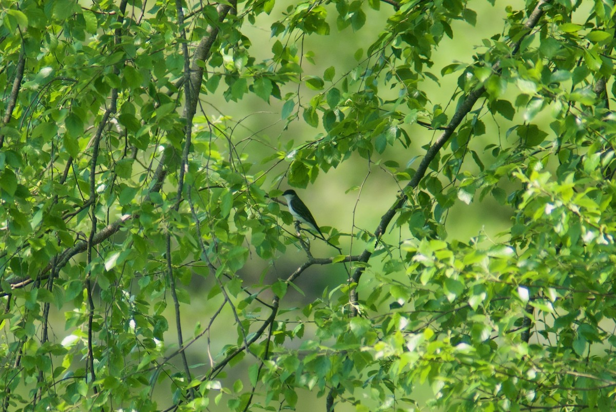 Eastern Kingbird - Jasper Weinberg