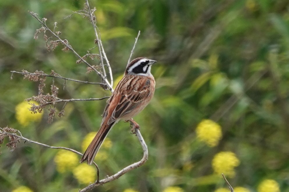 Meadow Bunting - Terry Doyle