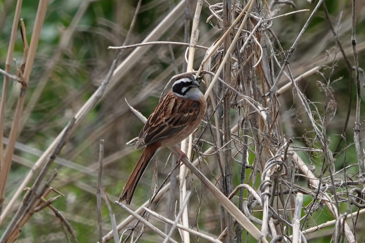 Meadow Bunting - Terry Doyle