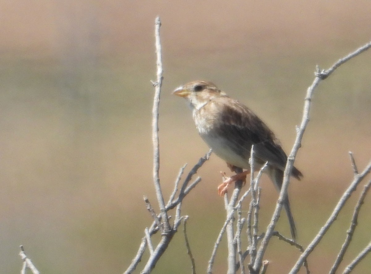 Corn Bunting - Eric R