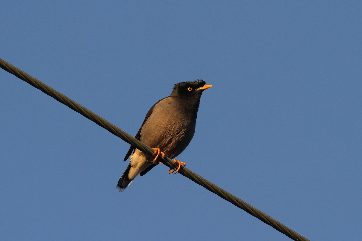 Jungle Myna - Geoffrey A. Williamson