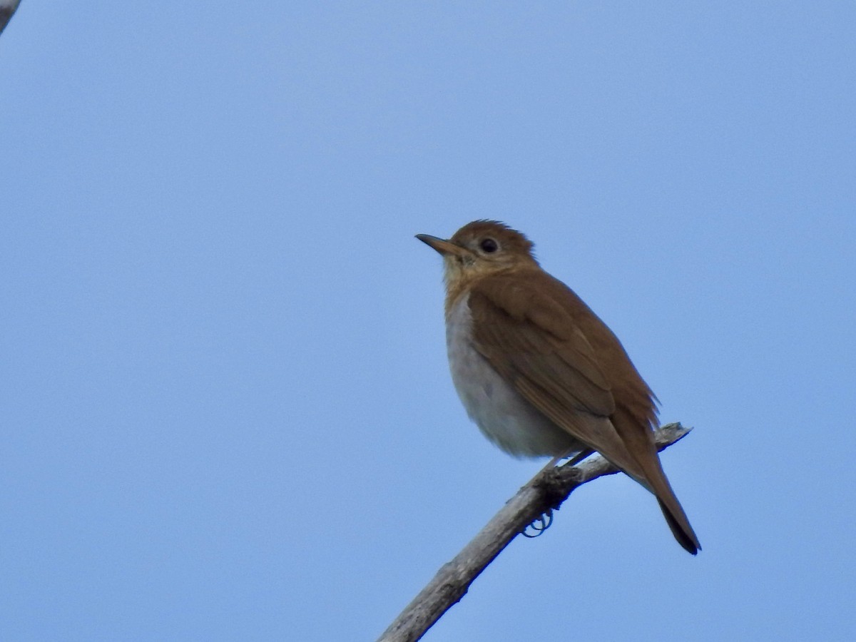 Veery - ML619631502