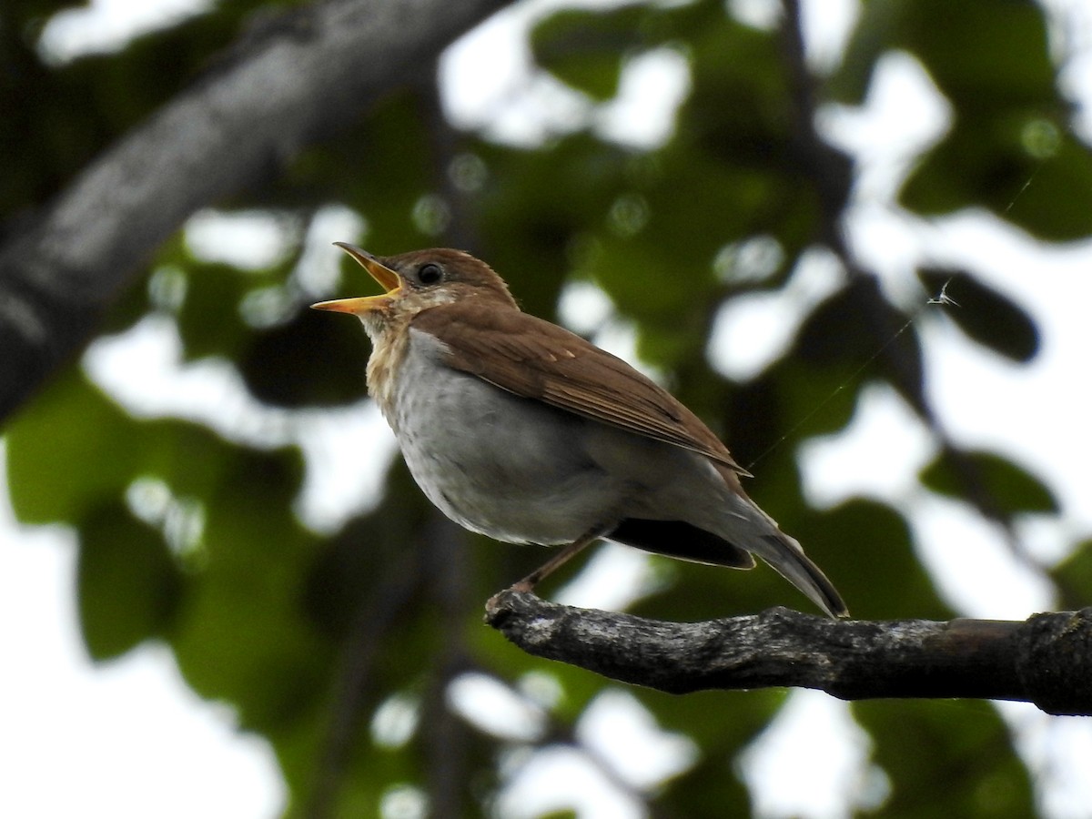 Veery - ML619631503