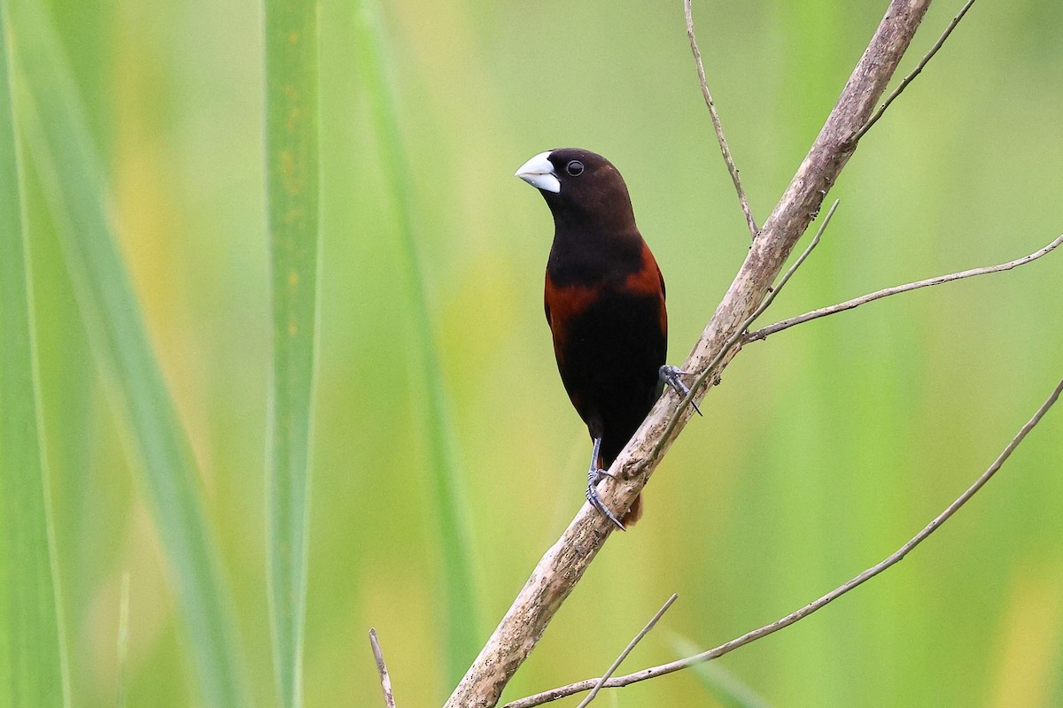 Chestnut Munia - ML619631515