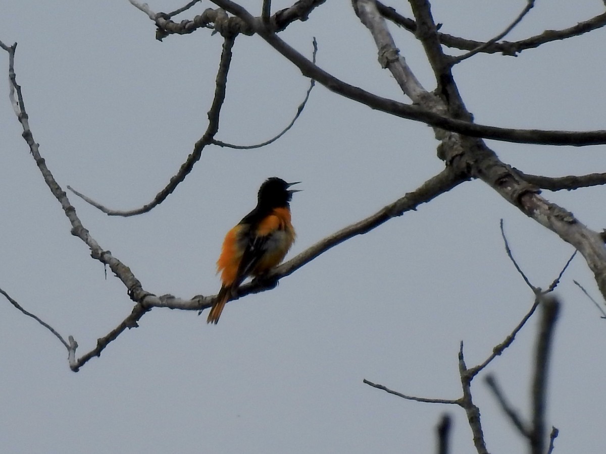 Baltimore Oriole - ML619631517
