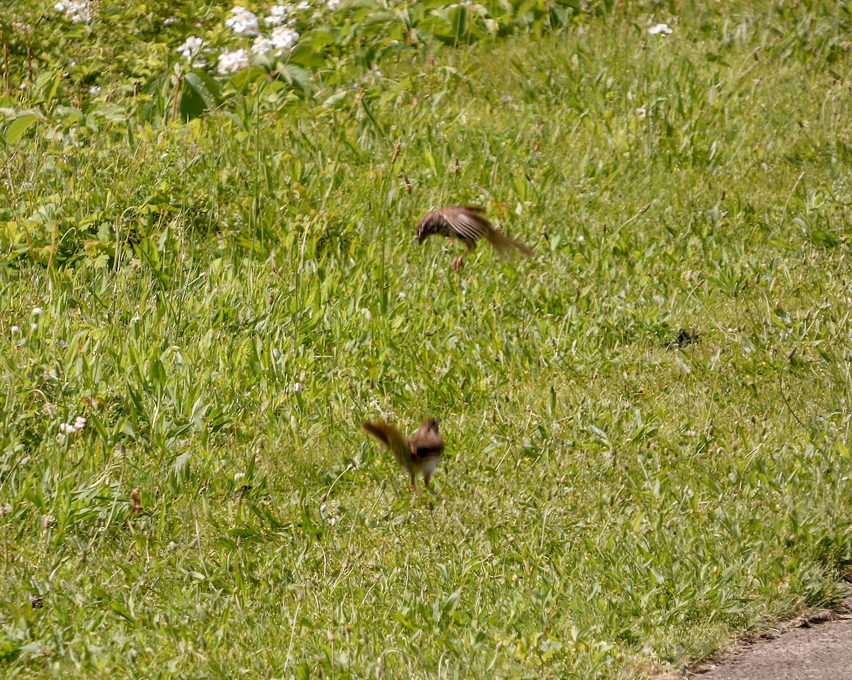 Song Sparrow - ML619631523