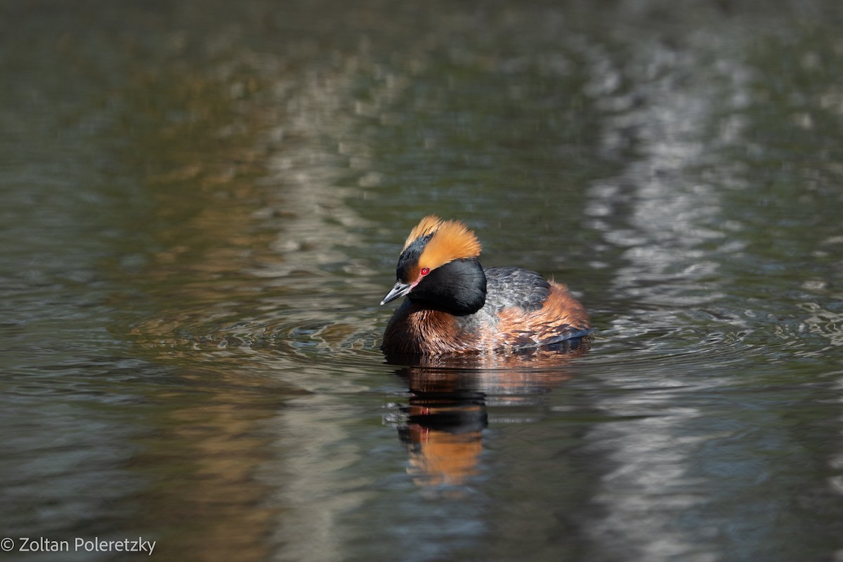 Horned Grebe - Zoltan Poleretzky