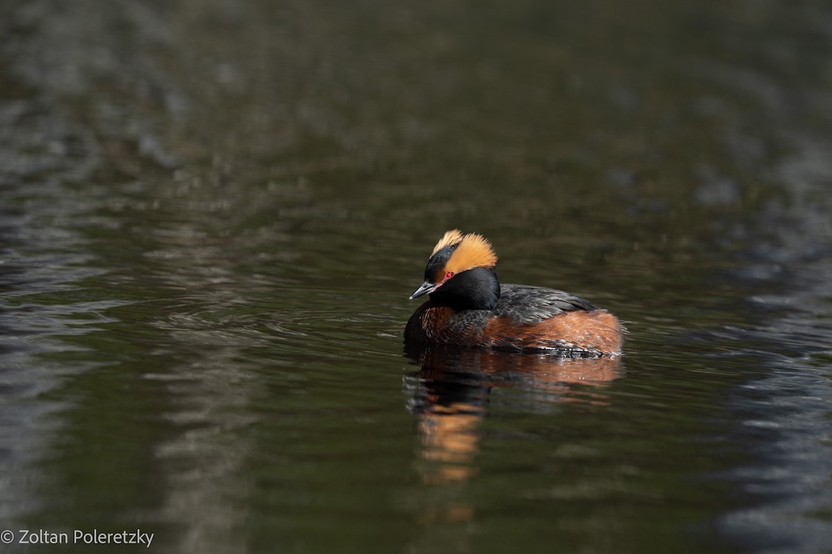 Horned Grebe - Zoltan Poleretzky