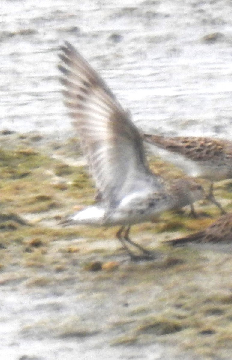 White-rumped Sandpiper - ML619631529