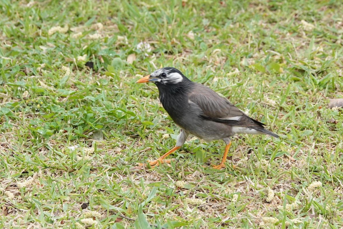 White-cheeked Starling - ML619631533