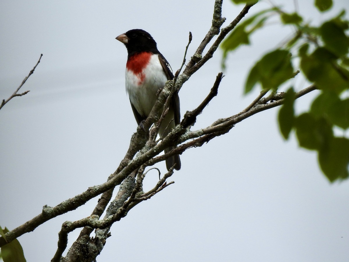 Rose-breasted Grosbeak - Linda Standfield