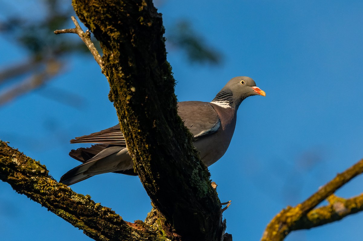 Common Wood-Pigeon - lucien ABAH