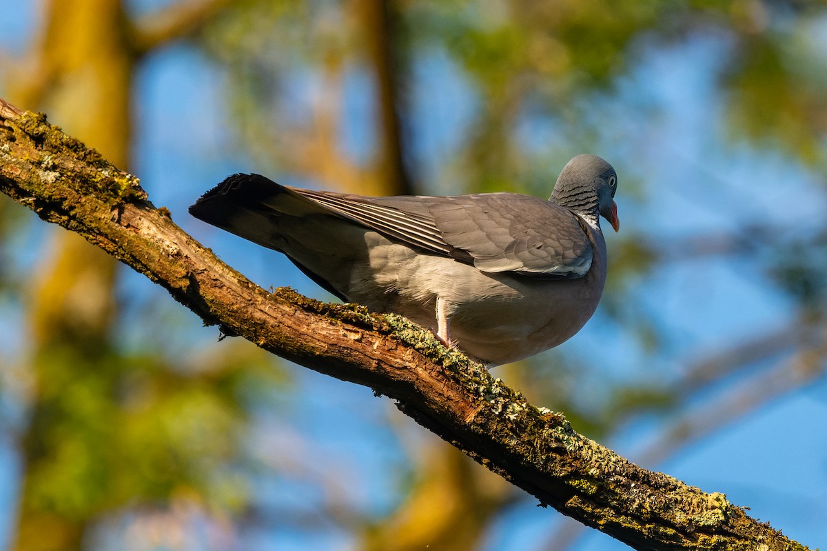 Common Wood-Pigeon - lucien ABAH