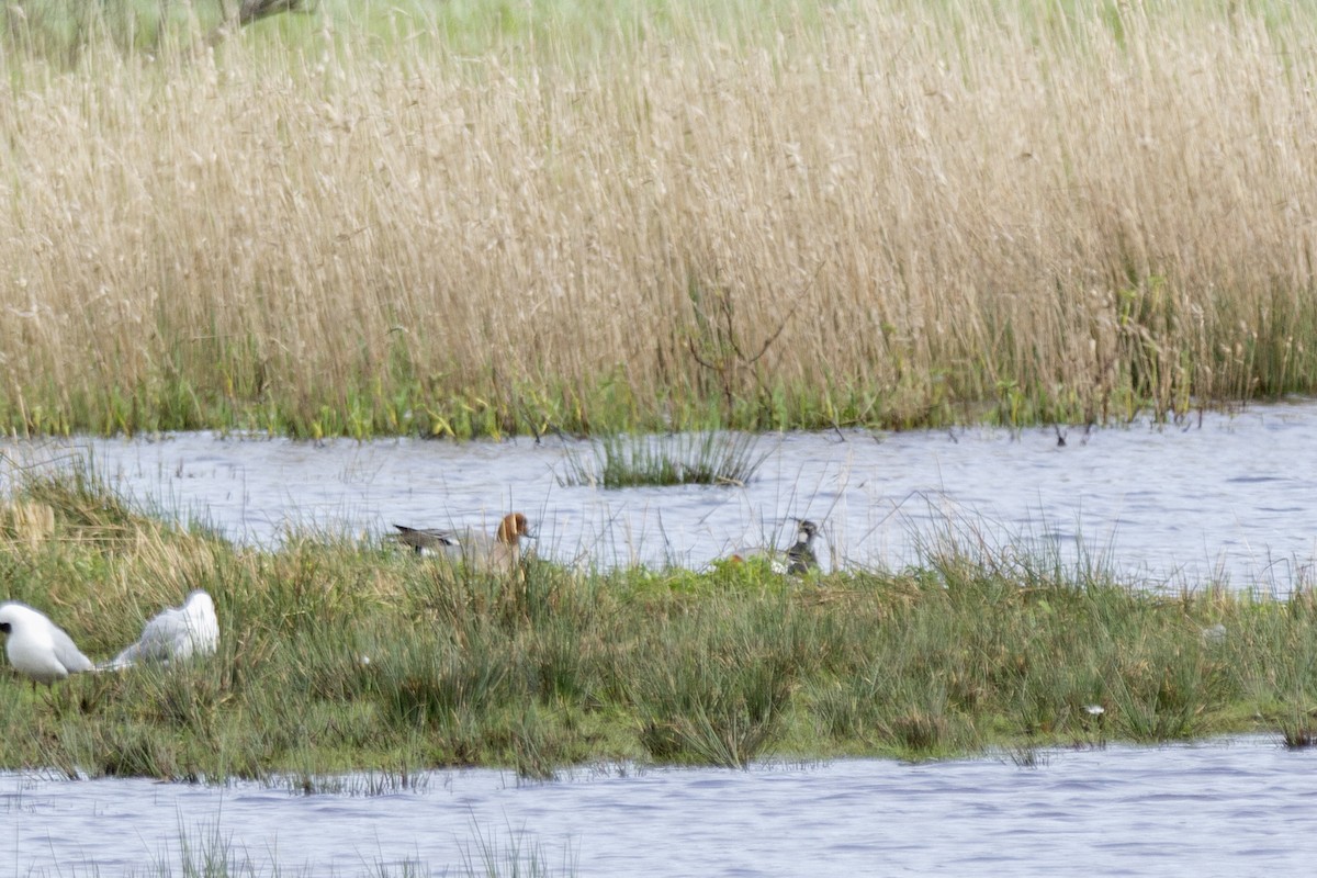 Eurasian Wigeon - Vishnu Vinod