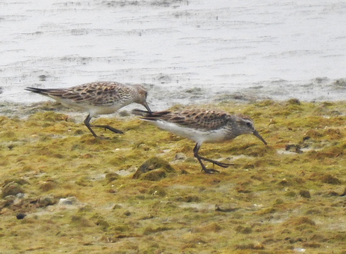 White-rumped Sandpiper - ML619631546