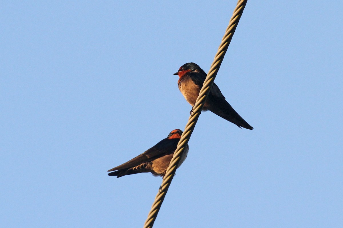 Pacific Swallow - Geoffrey A. Williamson