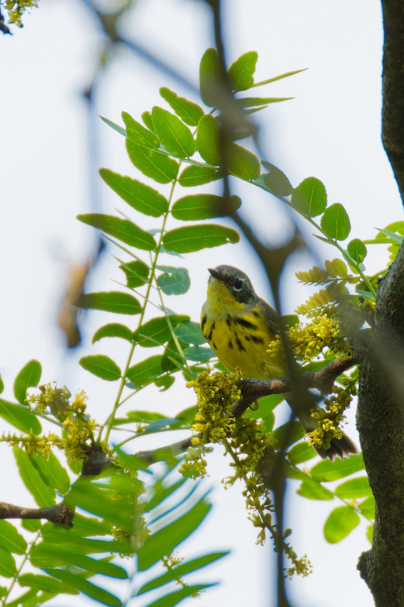 Magnolia Warbler - ML619631550