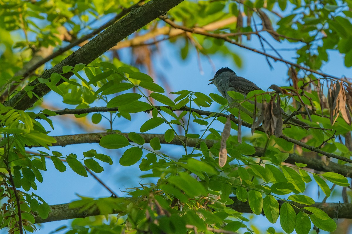 Eurasian Blackcap - lucien ABAH