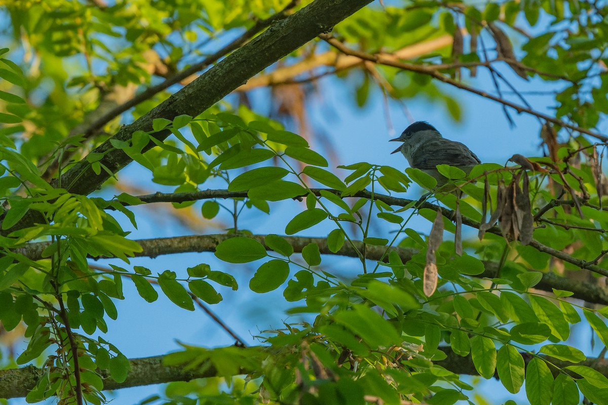 Eurasian Blackcap - lucien ABAH