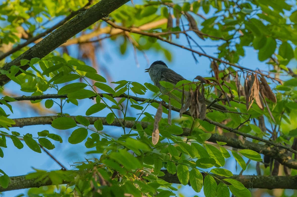 Eurasian Blackcap - lucien ABAH