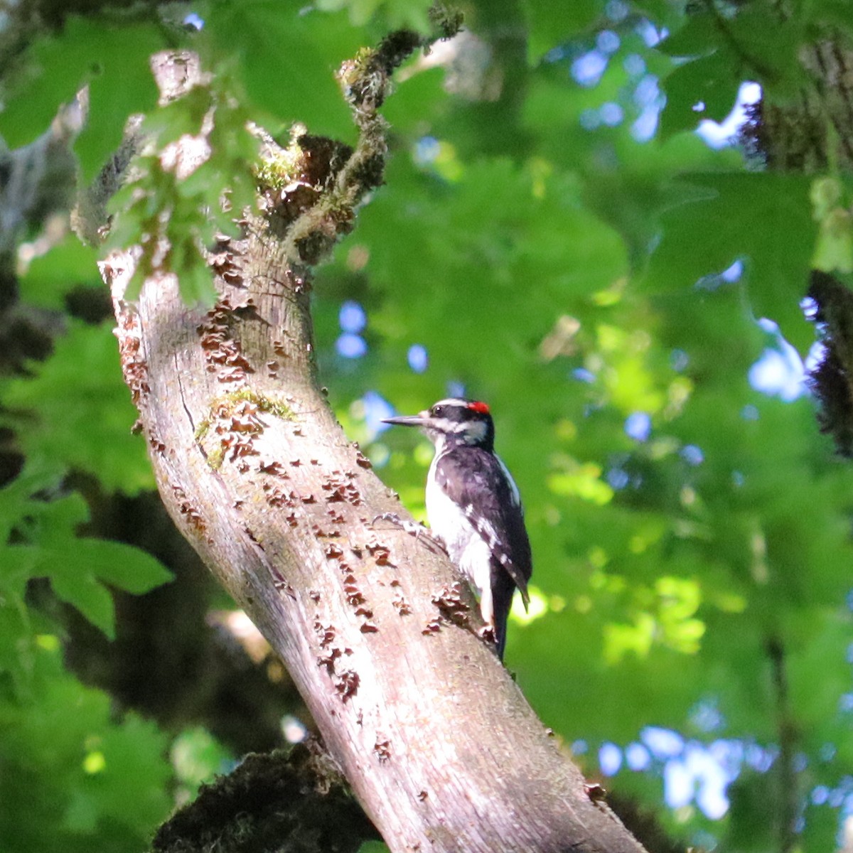 Downy Woodpecker - Marinel Falalimpa