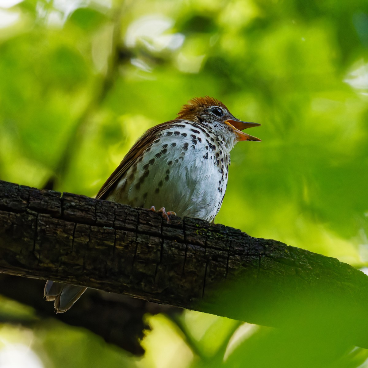 Wood Thrush - Ruogu Li