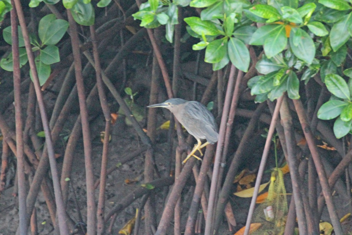 Striated Heron - Geoffrey A. Williamson