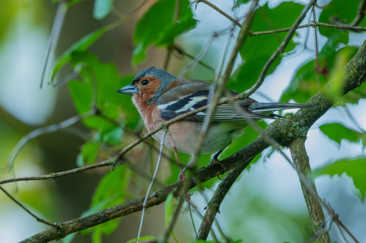 Common Chaffinch - lucien ABAH