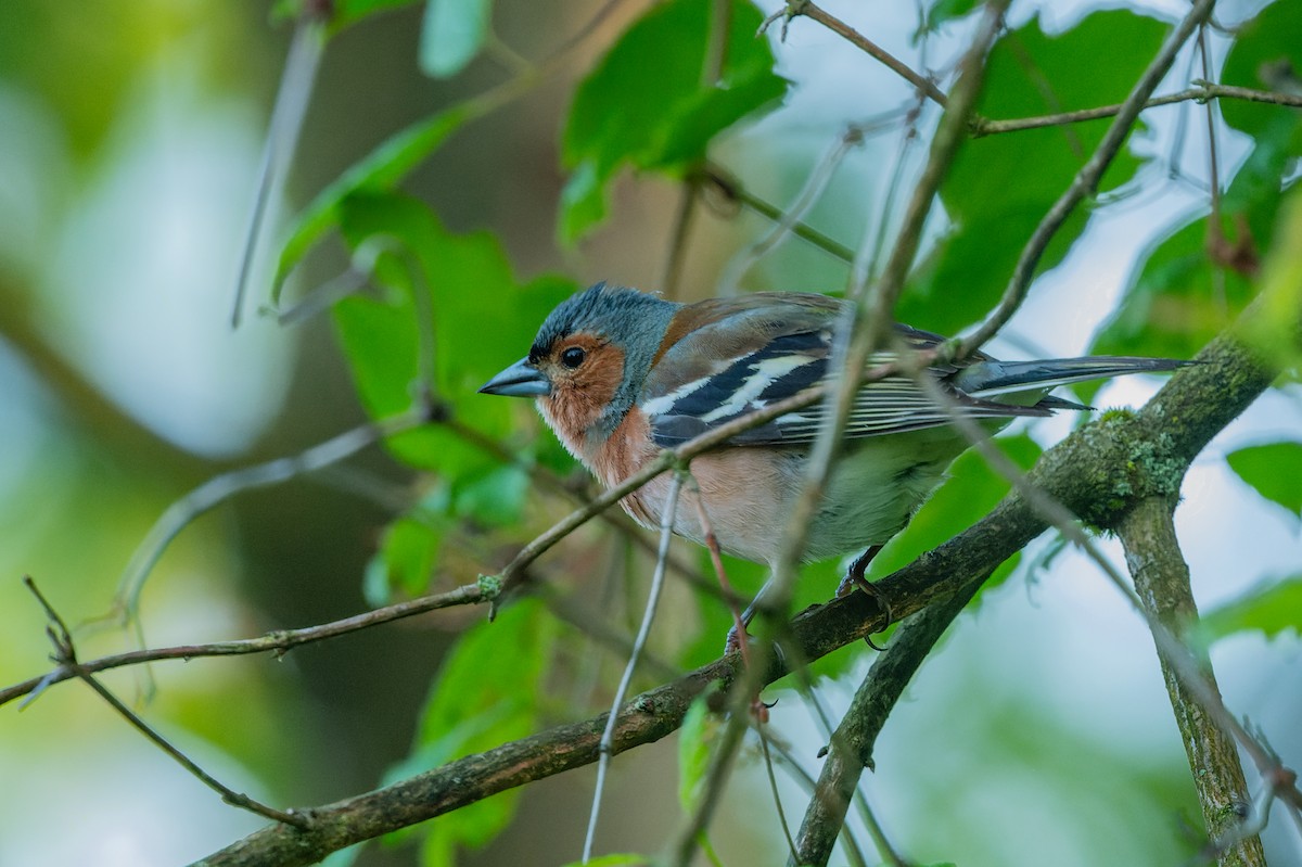Common Chaffinch - lucien ABAH