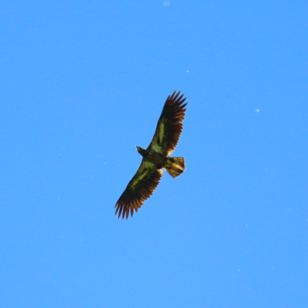 Bald Eagle - Marinel Falalimpa