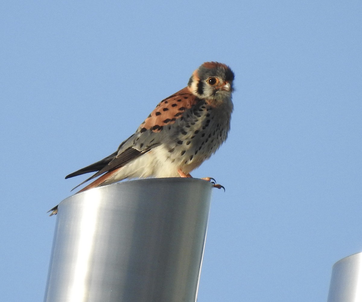 American Kestrel - T C