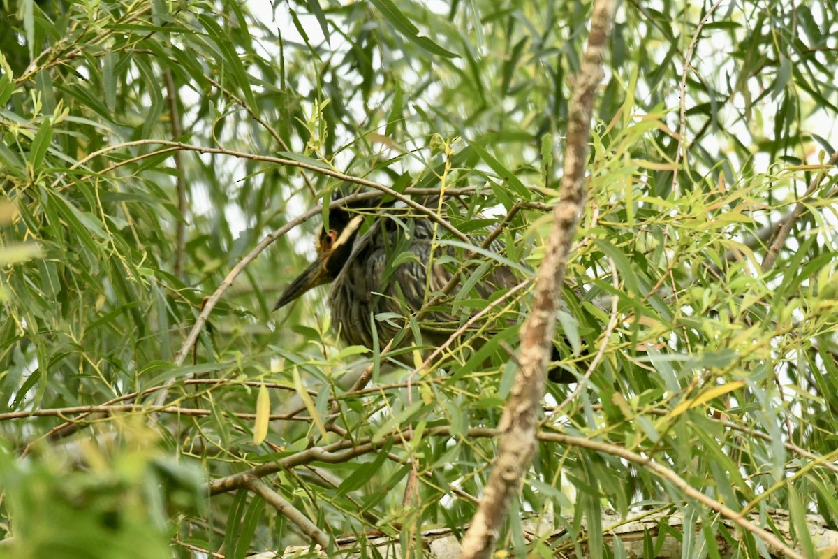 Yellow-crowned Night Heron - ML619631589