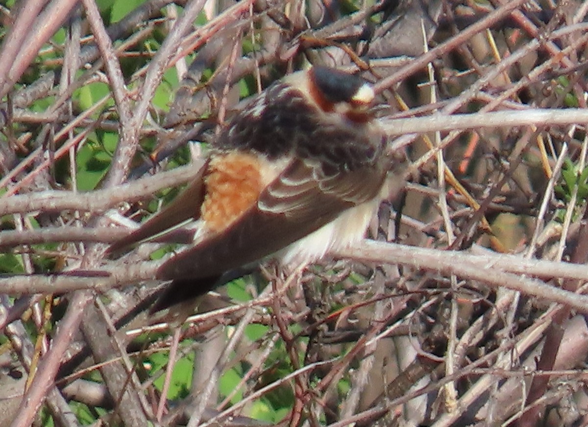 Cliff Swallow - Catherine Hagen