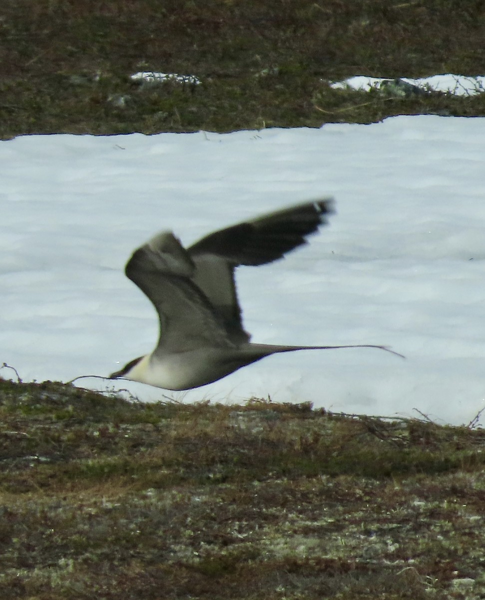 Long-tailed Jaeger - Suzanne Roberts