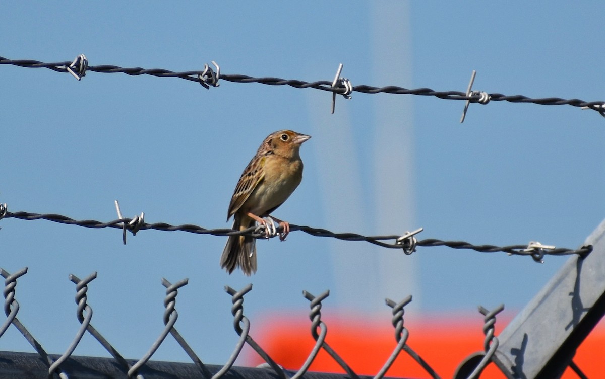 Grasshopper Sparrow - ML619631596
