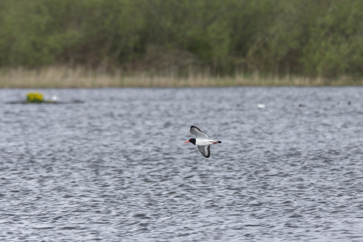 Eurasian Oystercatcher - Vishnu Vinod