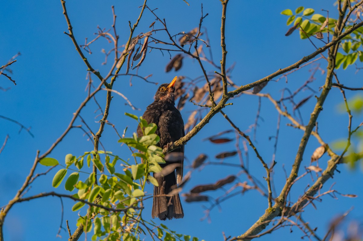 Eurasian Blackbird - lucien ABAH