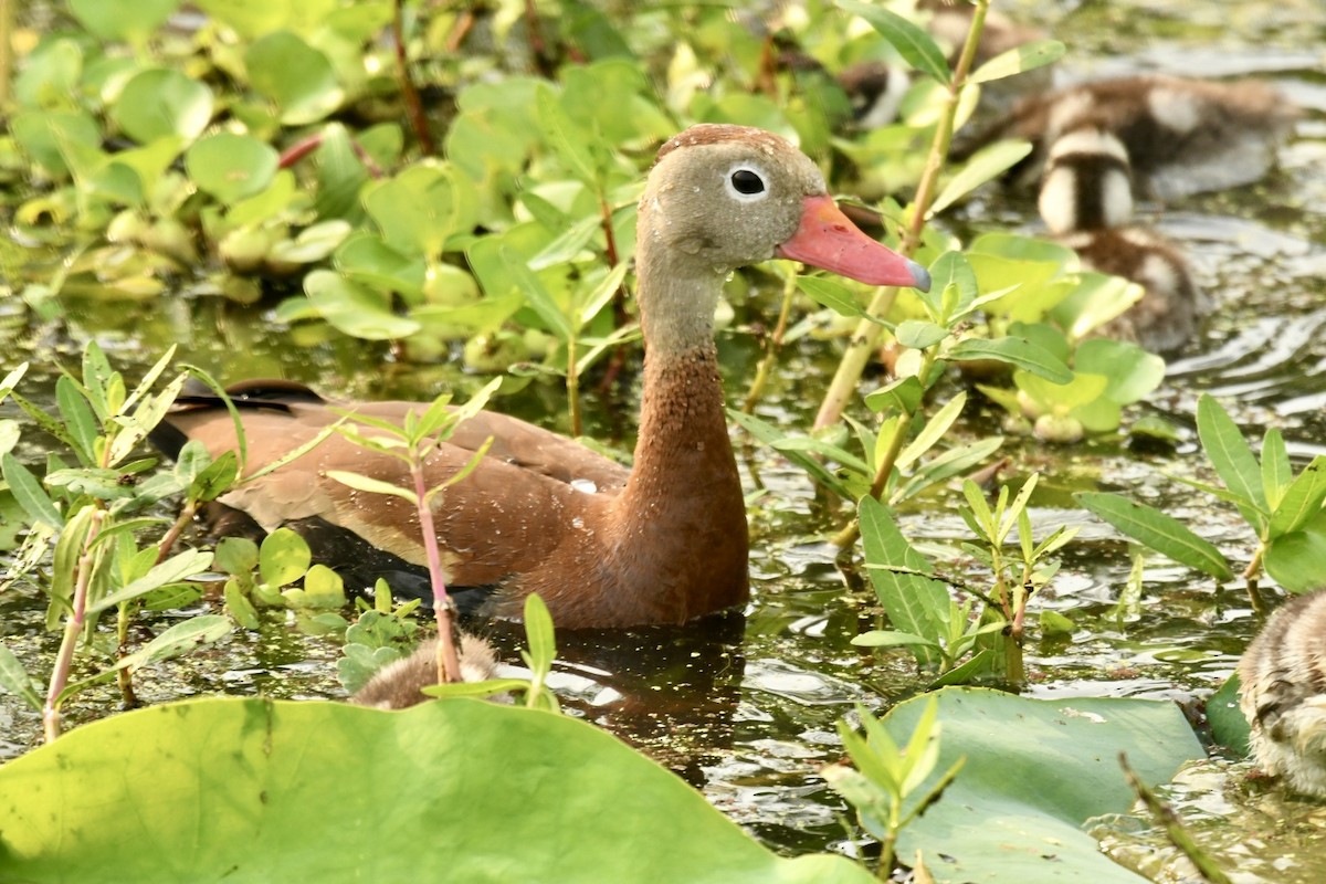 Black-bellied Whistling-Duck - ML619631611