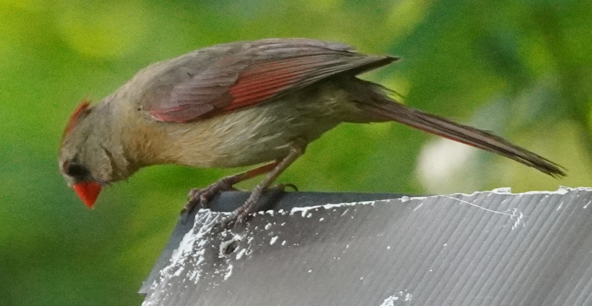 Northern Cardinal - John McCallister