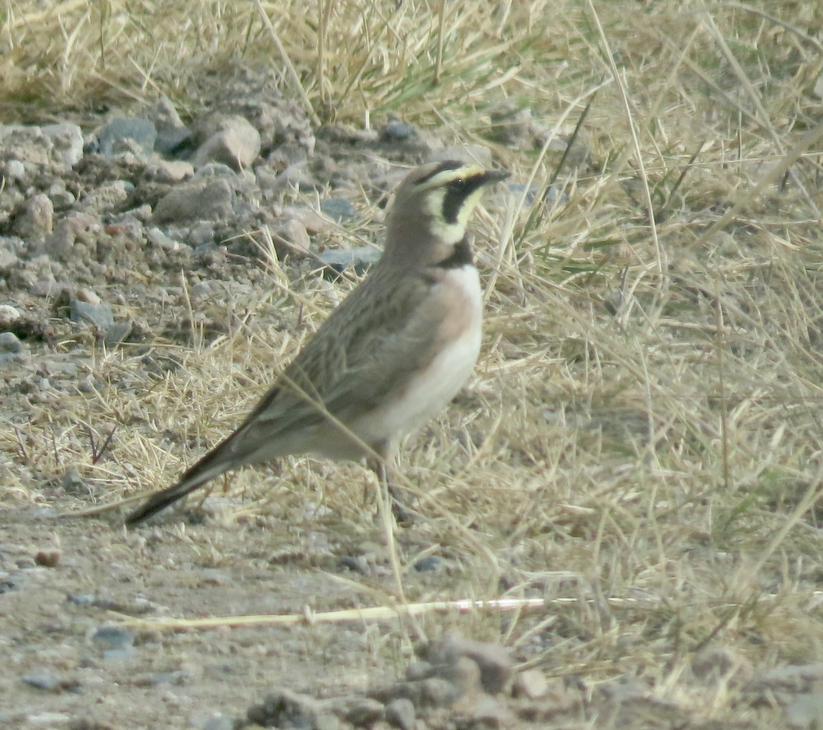 Horned Lark - Suzanne Roberts
