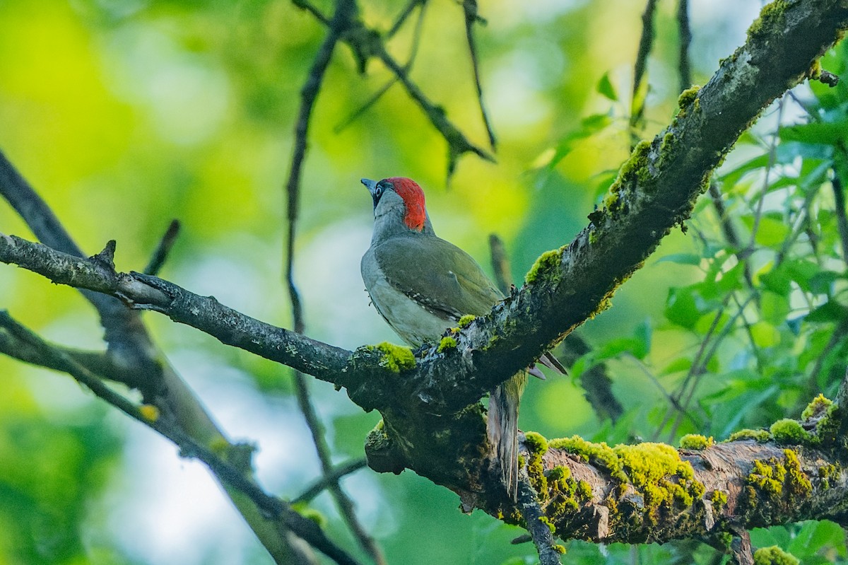 Eurasian Green Woodpecker - lucien ABAH