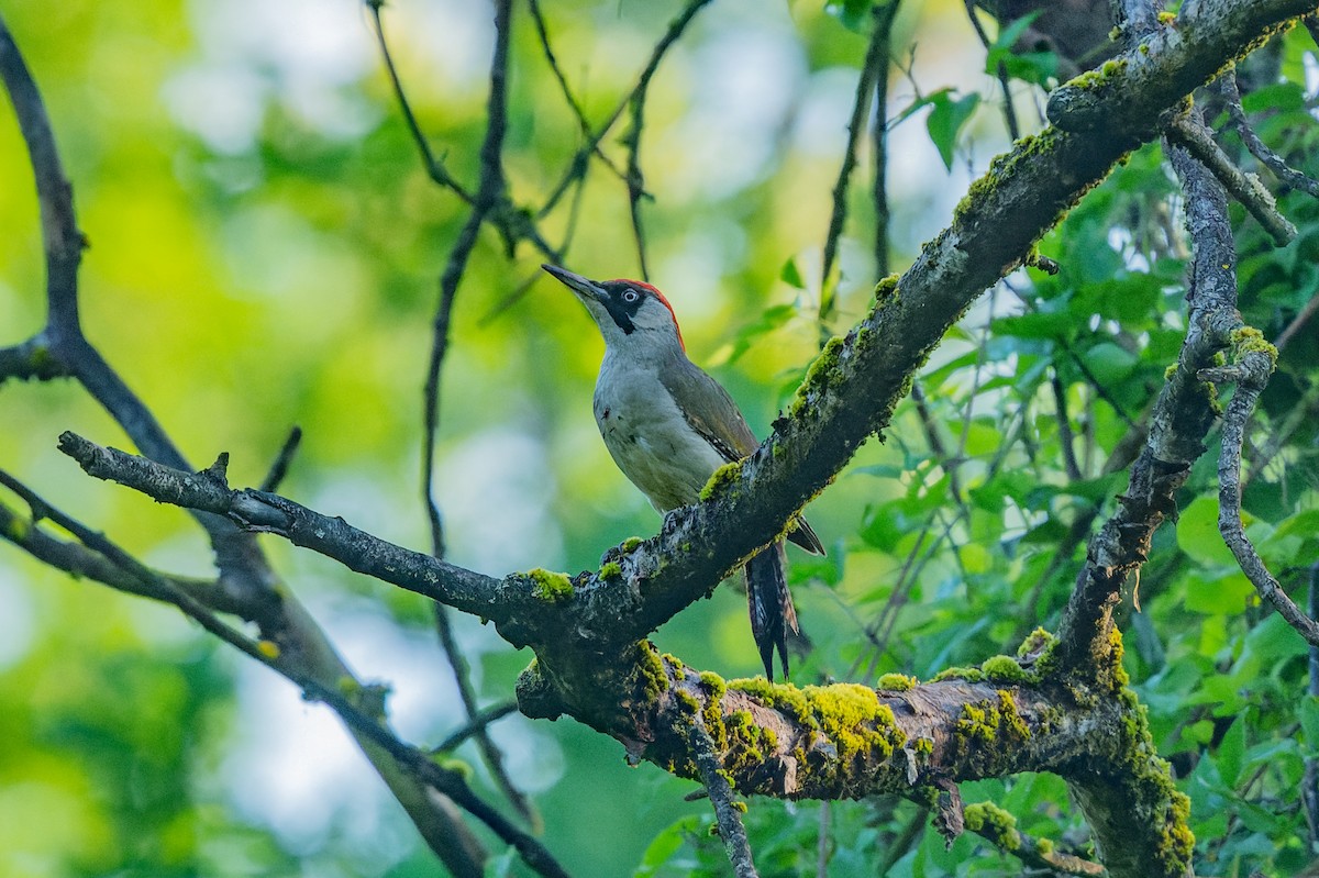 Eurasian Green Woodpecker - lucien ABAH
