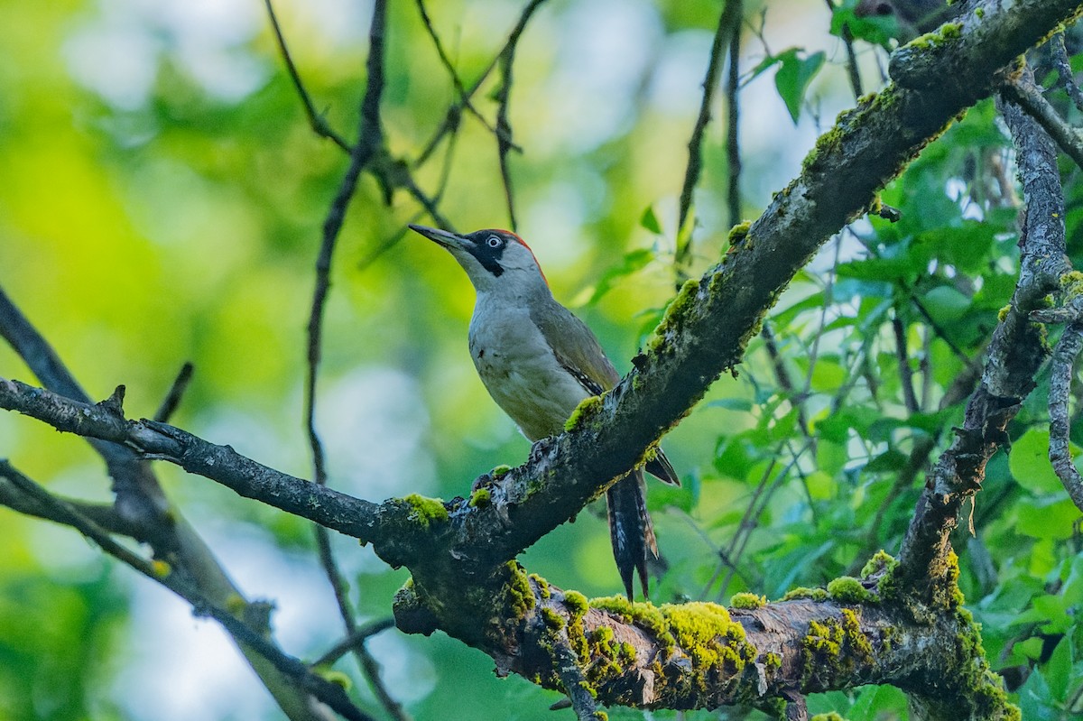 Eurasian Green Woodpecker - lucien ABAH