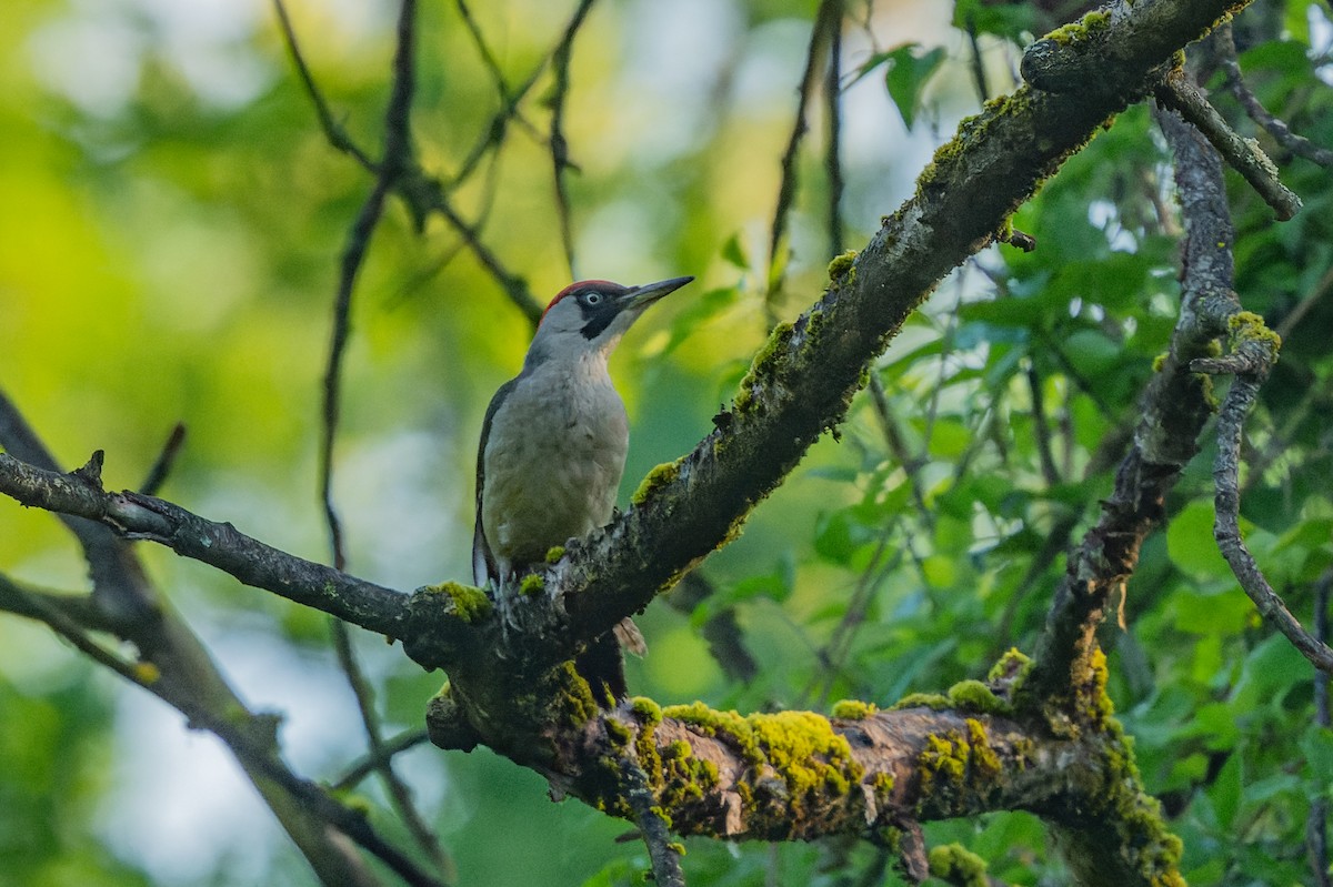 Eurasian Green Woodpecker - lucien ABAH