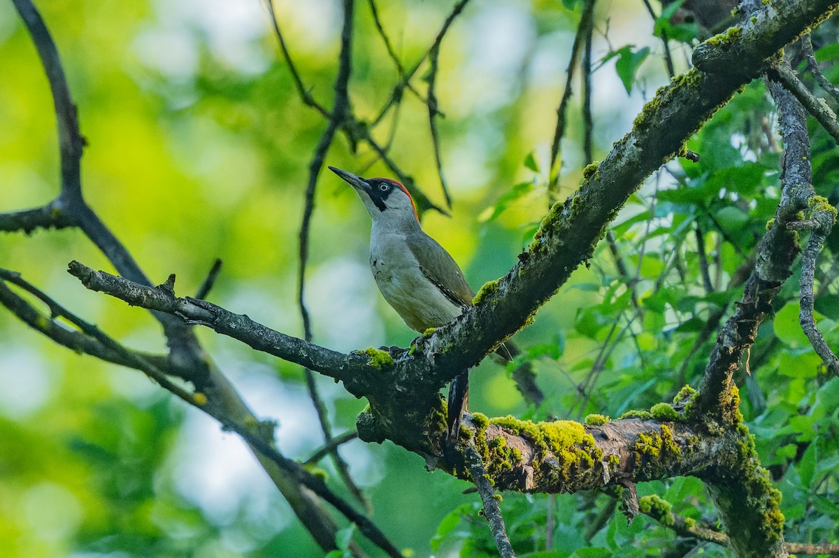 Eurasian Green Woodpecker - lucien ABAH