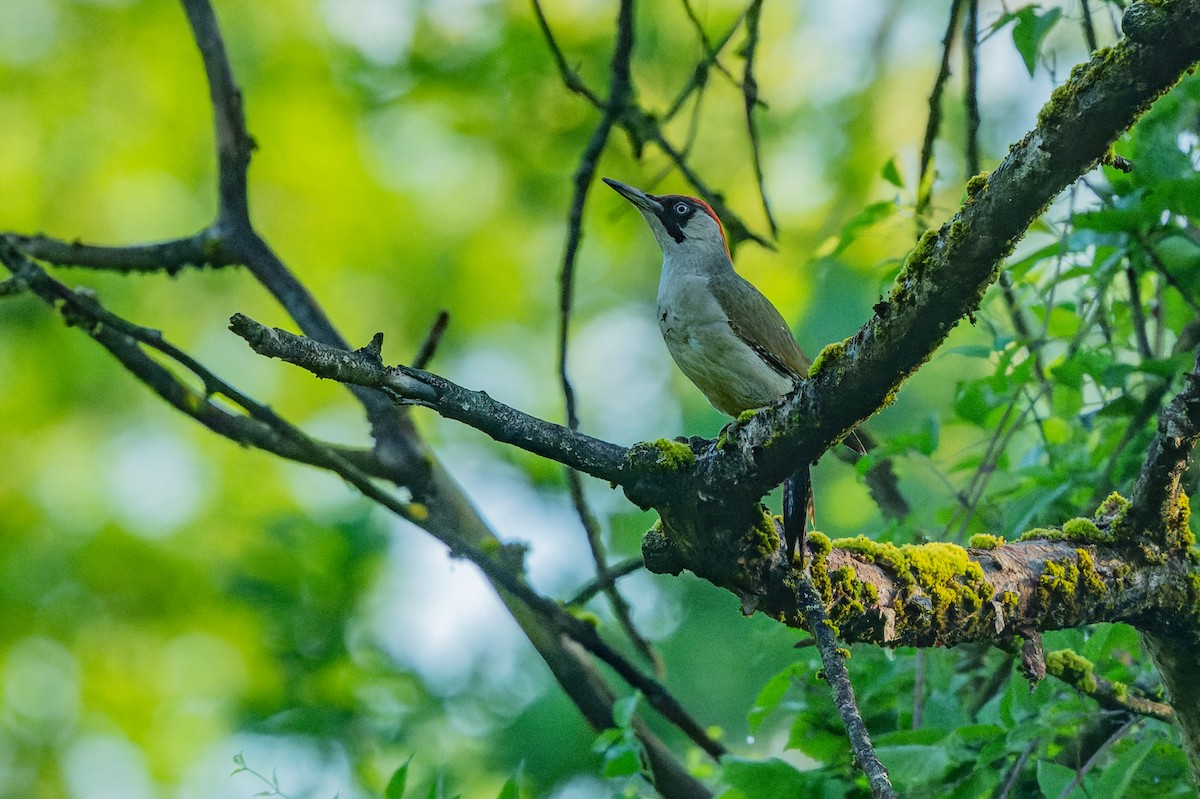 Eurasian Green Woodpecker - lucien ABAH