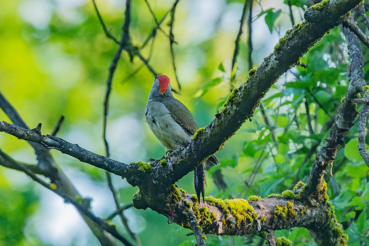 Eurasian Green Woodpecker - lucien ABAH