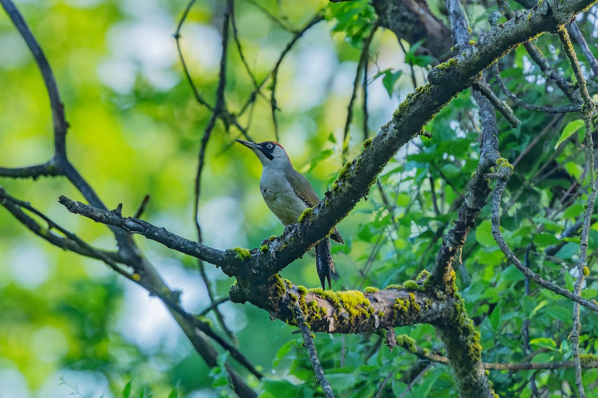 Eurasian Green Woodpecker - lucien ABAH