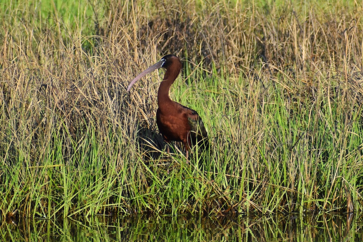 Glossy Ibis - ML619631637